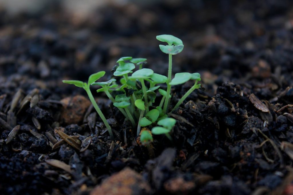 Vibrant green seedlings sprouting from dark rich soil, symbolizing new growth.