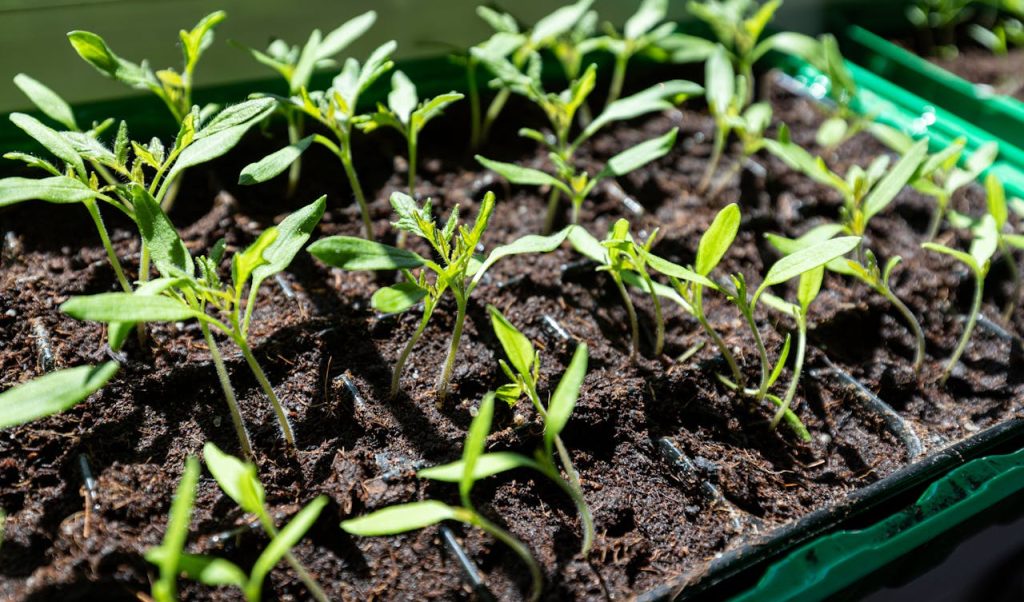 Closeup of young seedlings growing in soil under sunlight, showcasing new life.