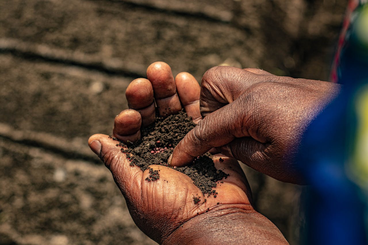 Elderly hands holding soil with seeds under sunlight, symbolizing growth and agriculture.