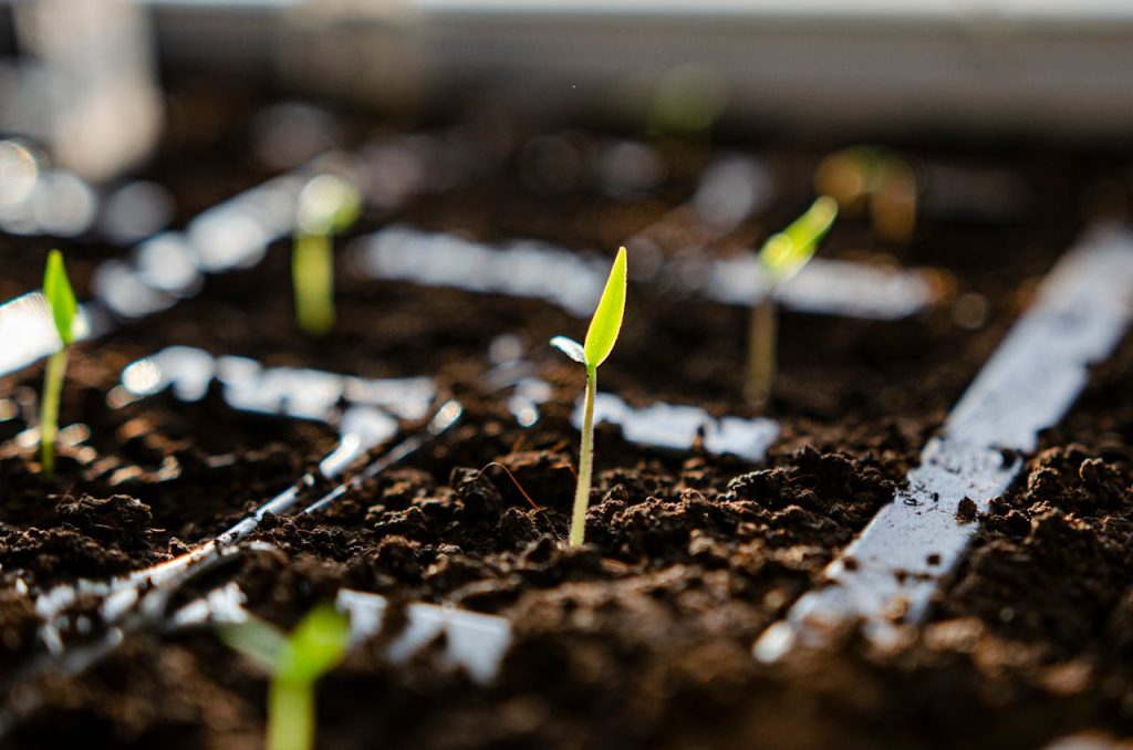 Vibrant green plant seedlings sprouting in moist soil, signaling new growth and spring.