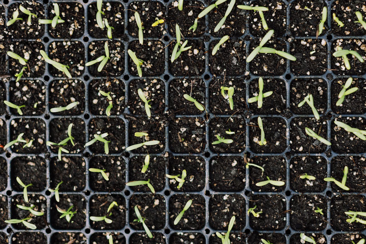 Top view of young green seedlings growing in black planting trays for gardening.