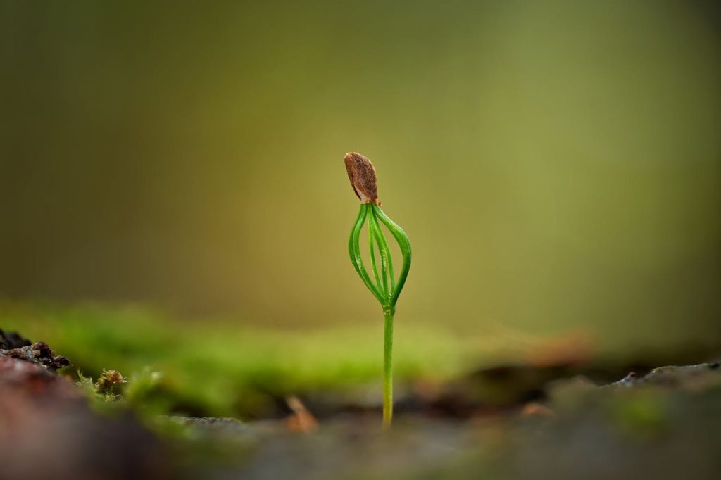 Macro shot of a pine seedling sprouting, symbolizing growth and new beginnings.