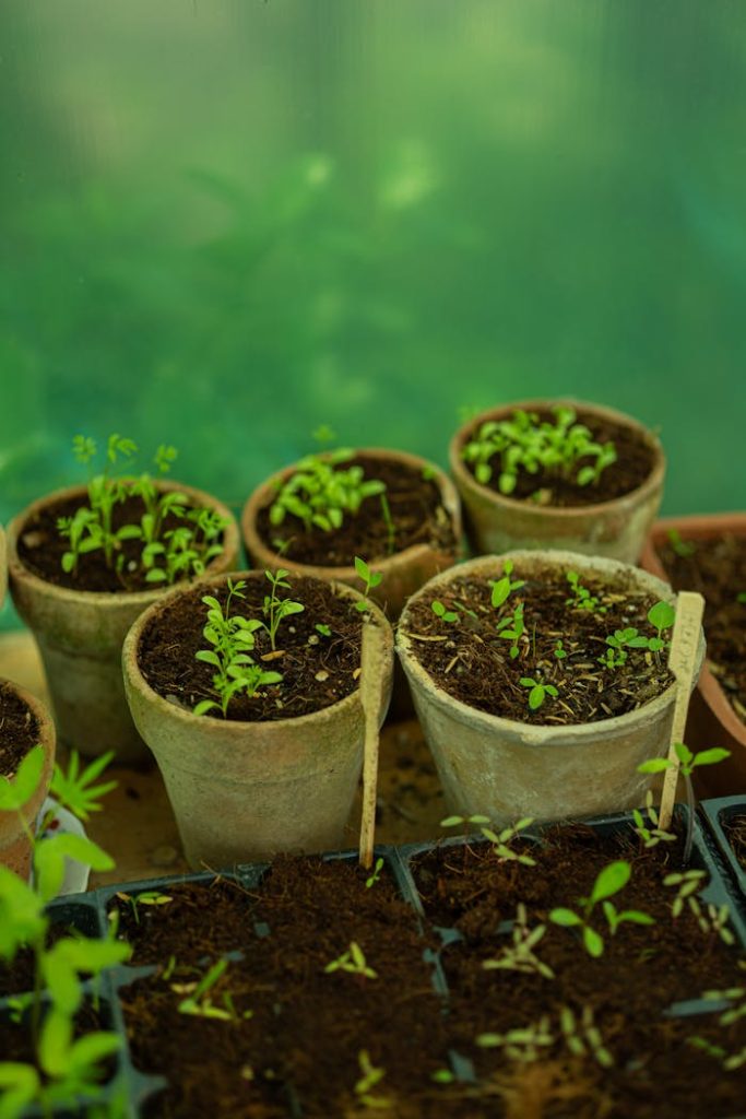 A collection of young plant seedlings growing in rustic terracotta pots, ideal for gardening themes.