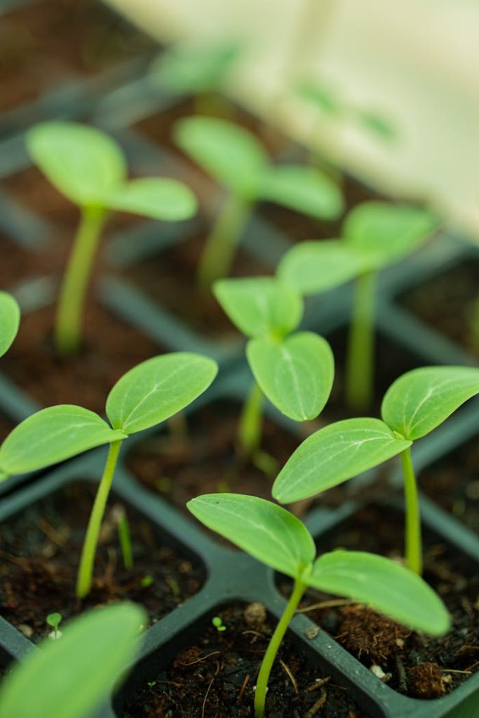 Fresh green seedlings growing in a nursery tray, symbolizing new growth and plants.