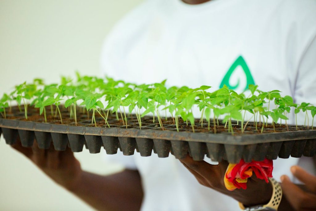 Close-up of young seedlings held by a farmer, symbolizing growth and agriculture.