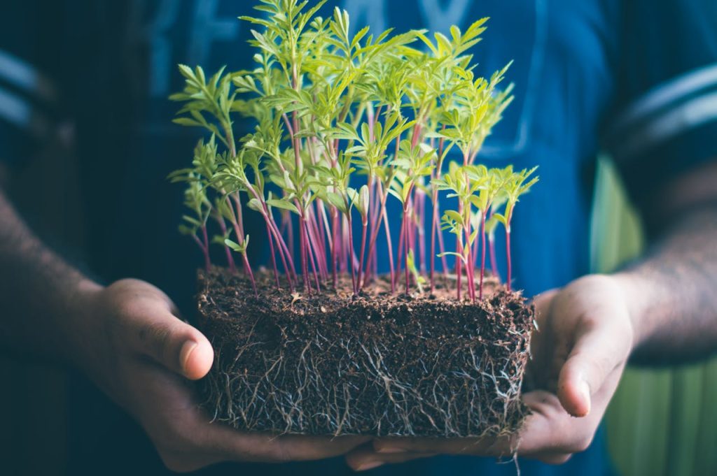 Close-up of hands holding green seedlings with visible soil and roots, capturing growth concept.