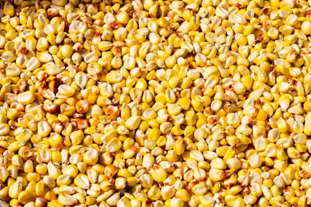 Detailed image of dry yellow corn kernels, perfect for agricultural themes.