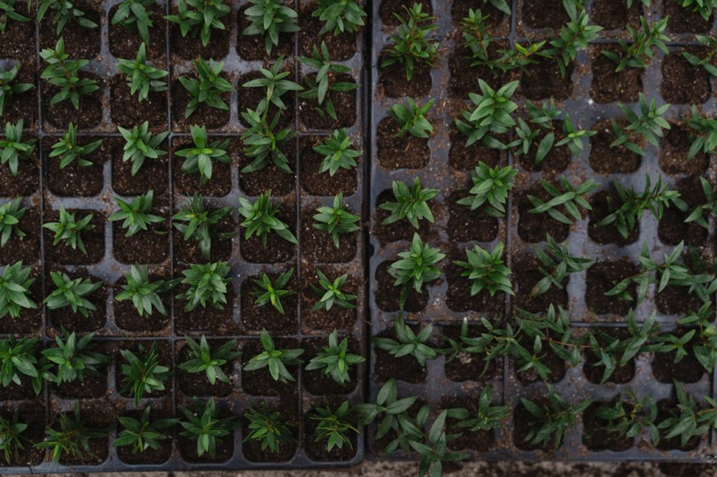 Top view of vibrant green seedlings arranged in nursery trays, ready for planting.
