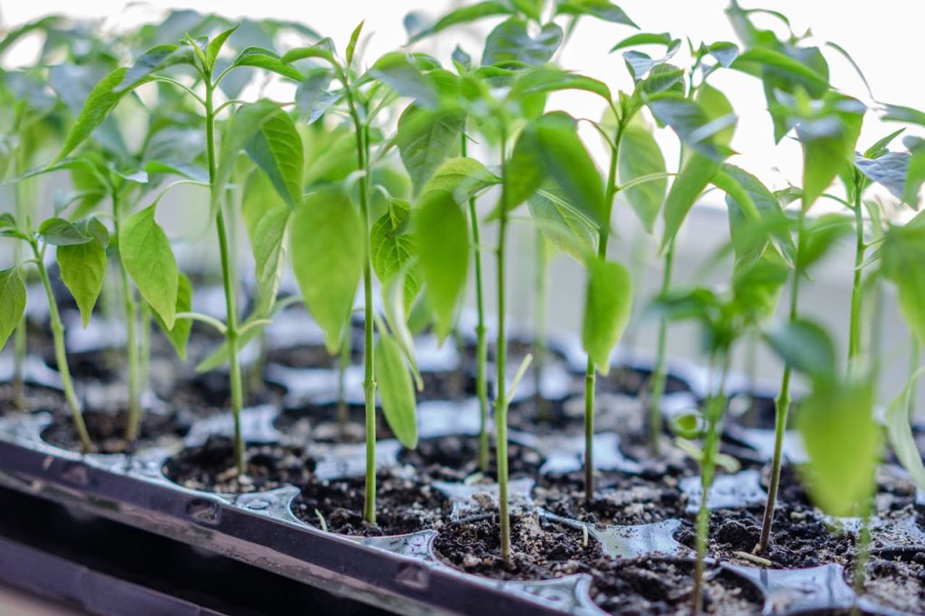 A close-up of young green seedlings growing in a tray, showcasing vibrant growth and fresh green leaves.