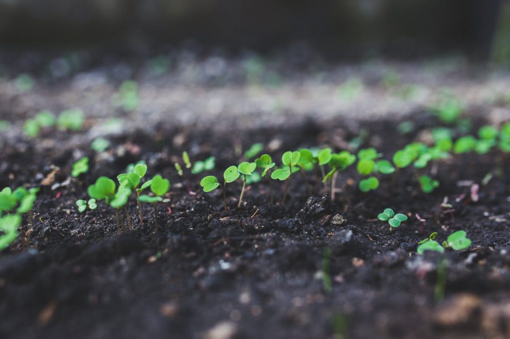 Vibrant young seedlings sprouting in rich soil, representing growth and new beginnings.