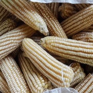 maize foundation seeds