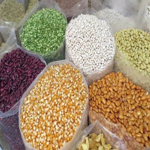 quality foundation seeds